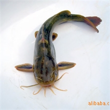 全年供应水产品黄腊丁清江鱼