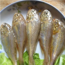 大量批发宁波石浦海鲜新鲜/小梅子鱼黄美同当天海捕