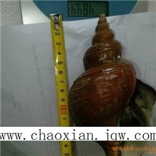 朝鲜海螺朝鲜大海螺朝鲜小海螺