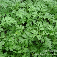 供应大量野生艾草