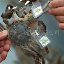 供应七里海河蟹