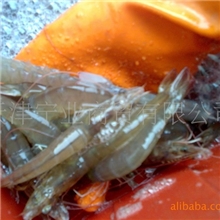供应南美白对虾