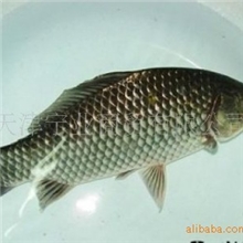 供应野生鲫鱼