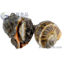 海螺肉供应批发尽在东港绿苑食品