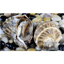 供应海螺带壳海螺
