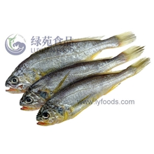 黄花鱼批发尽在东港绿苑食品