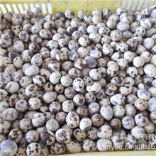批发鹌鹑蛋鹌鹑种蛋江西厂家直销量大从优欢迎来电选购