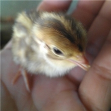 特价供应鹌鹑黄羽鹌鹑苗（养殖产蛋）量大从优厂家直销