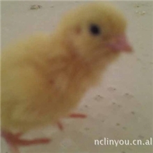 特价供应鹌鹑苗南昌林友鹌鹑养殖场