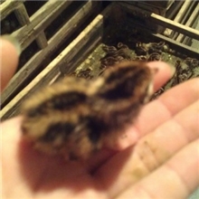 鹌鹑苗麻羽种鹌鹑苗出售欢迎预定