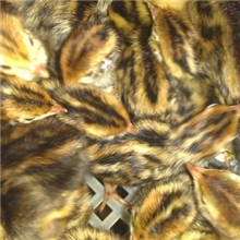 南昌鹌鹑苗供应养殖种苗批发厂家直销量大从优