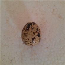 供应鹌鹑蛋鹌鹑种蛋江西厂家直销量大从优欢迎来电选购