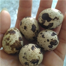 江西特价鹌鹑蛋供应批发鹌鹑蛋养殖场厂家直销
