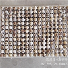 批发鹌鹑蛋种蛋供应江西厂家直销量大从优欢迎来电选购