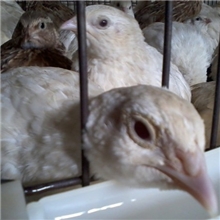 白羽鹌鹑、白羽鹌鹑苗、河北白羽青年鹌鹑