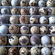 鹌鹑苗鹌鹑孵化养殖