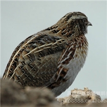 嘉祥县鲲鹏鹌鹑养殖场专业供应各种鹌鹑苗01