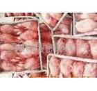 供应优质冷冻鹌鹑白条鹌鹑冷冻白条鹌鹑