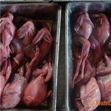 长期稳定供应优质白条鹌鹑，物美价廉厂家供应