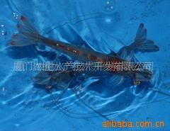 供应SPF南美白虾虾苗(图)