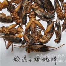 供应蟋蟀罐头.冻干品.微波干燥品