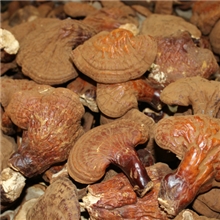 野生灵芝东北长白山特产质量优质特价供应