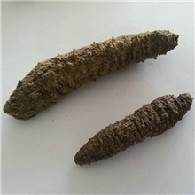 一手货批发进口北极参180元/斤进口野生海参北极参北极海参