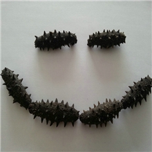 出厂价批发海参干货1100元/斤头数任选30-160头海参海参干货