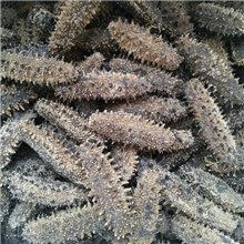 一手货红参北海道海参野生海参批发价