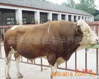 供优质牛羊、肉牛羊、种牛羊、改良牛羊、西门塔尔牛