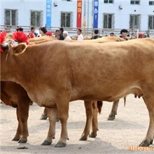 长期供应肉牛鲁西黄牛西门塔尔牛量大价格优