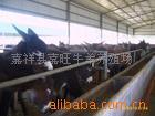 供应毛驴