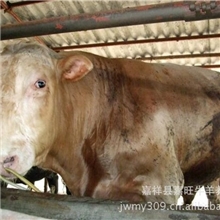 山东嘉旺牧业常年向社会大量供应肉牛种牛