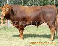 供应肉牛利木赞牛牛犊改良牛