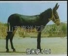 养肉驴好赚钱专家推荐优良肉驴品种【乌头驴肉驴】