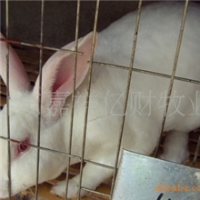 肉兔种兔供应新西兰兔早期生长发育较快产肉率高肉质好