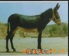哪的驴肉最好吃.2013年养驴最好养驴的前景