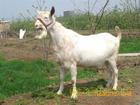 奶山羊哪有卖的啊？莎能奶山羊价格那种奶山羊产奶高？