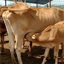 、夏洛莱羊、萨福克羊、鲁西黄牛