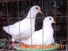 什么品种的鸽子生长速度快销量好？白羽王银王