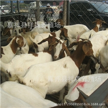 无中介供应优质波尔山羊/波尔山羊羊羔/波尔山羊种羊欢迎考察！