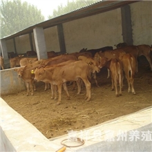 山东万头肉牛养殖场-广东肉牛养殖场-广西肉牛养殖场