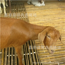 供应獭兔肉兔孕兔品种优质獭兔