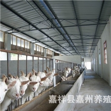 特种白山羊培育调拨基地，免费送货，政府补贴