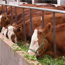 利木赞肉牛&利木赞牛介绍&利木赞养殖利润&利木赞肉牛图片【图】