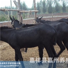 肉驴养驴肉驴养殖场肉驴价格嘉州养驴