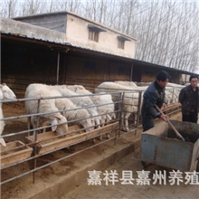 供应纯种杜泊绵羊杜泊绵羊价格杜泊绵羊养殖场养羊利润