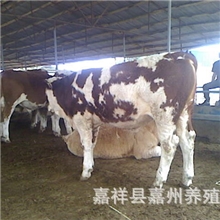 【适合农村的养殖项目】2012年干什么最赚钱养肉牛