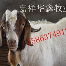 波尔山羊市场行情波尔山羊疾病预防波尔山羊的利润