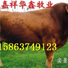 夏洛莱肉牛价格夏洛莱种牛养殖场出售种牛肉牛犊杂交种牛